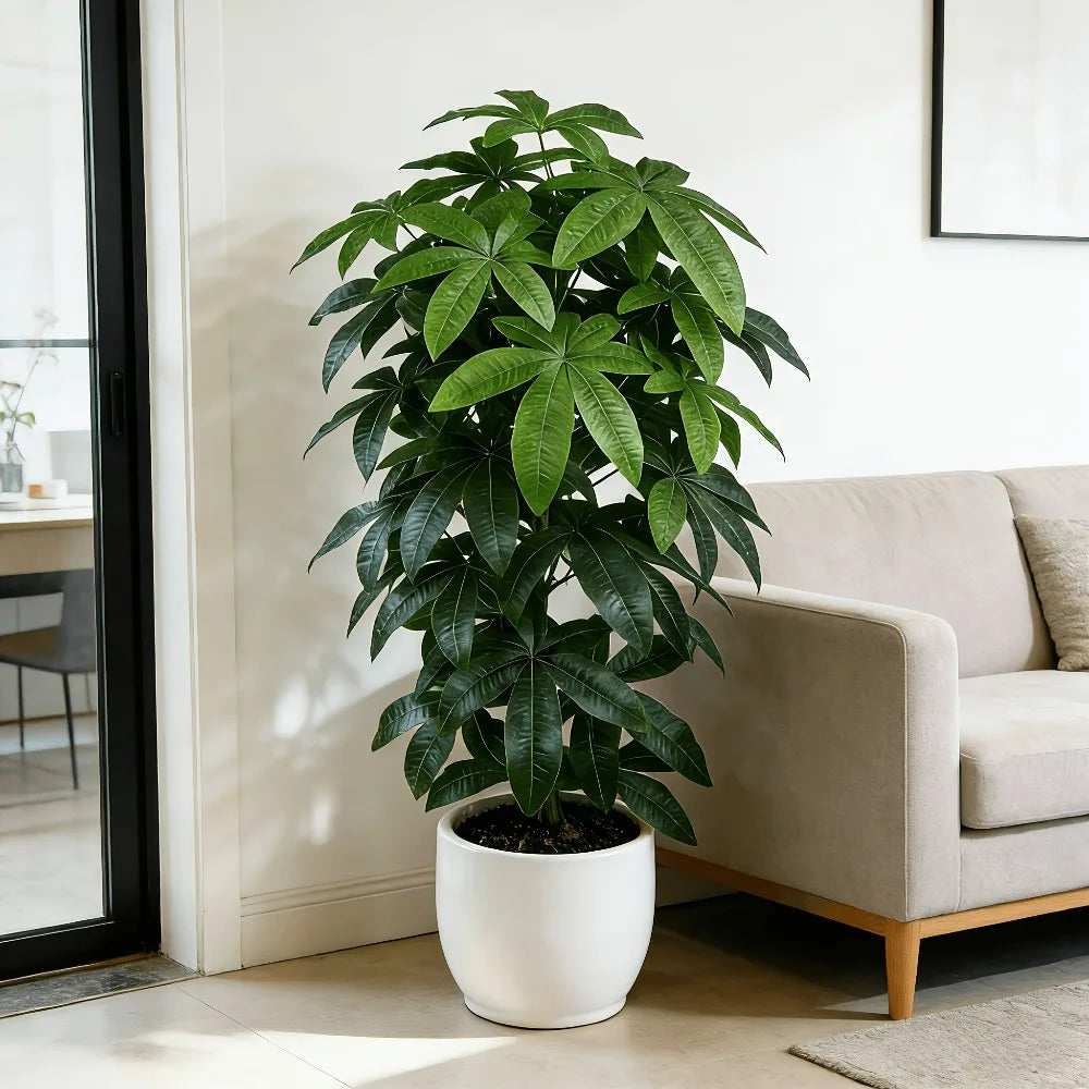Planta Amélia Artificial Pachira Aquatica