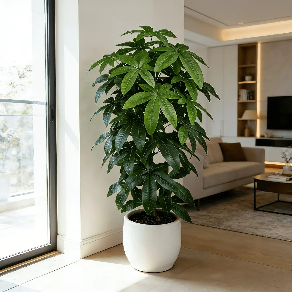 Planta Amélia Artificial Pachira Aquatica