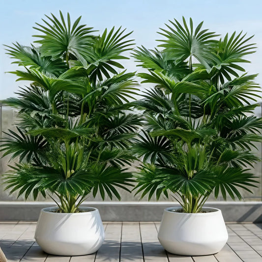 Planta Vitória Artificial Tropical